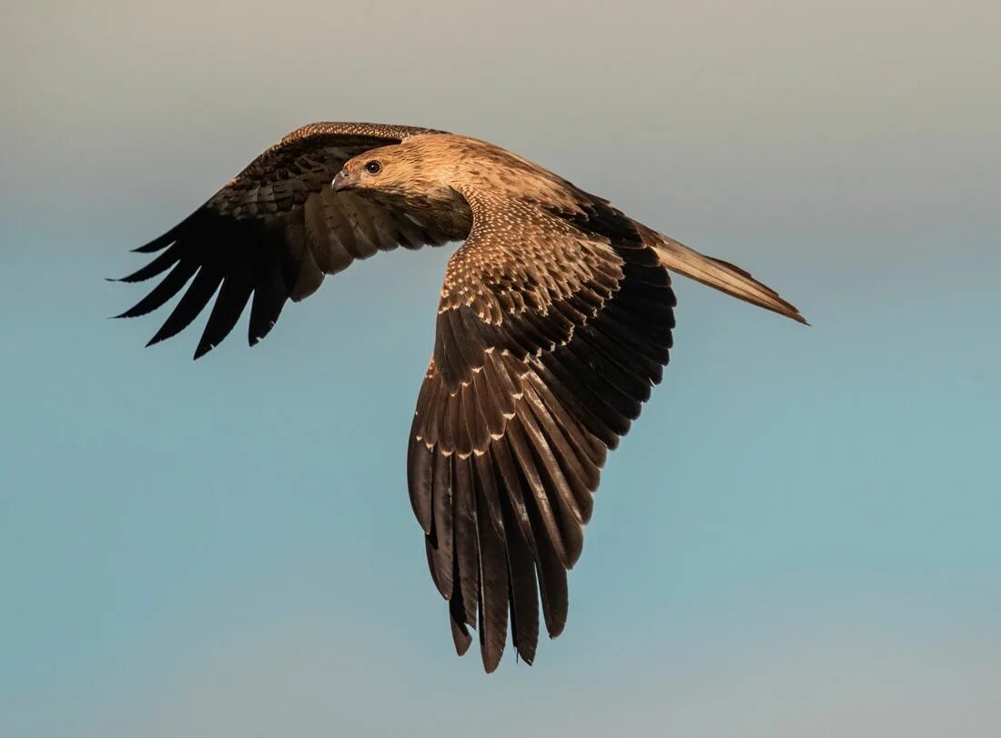 Плавал коршун средство. Haliastur sphenurus. коршун. коршун птица. хищные птицы австралии.