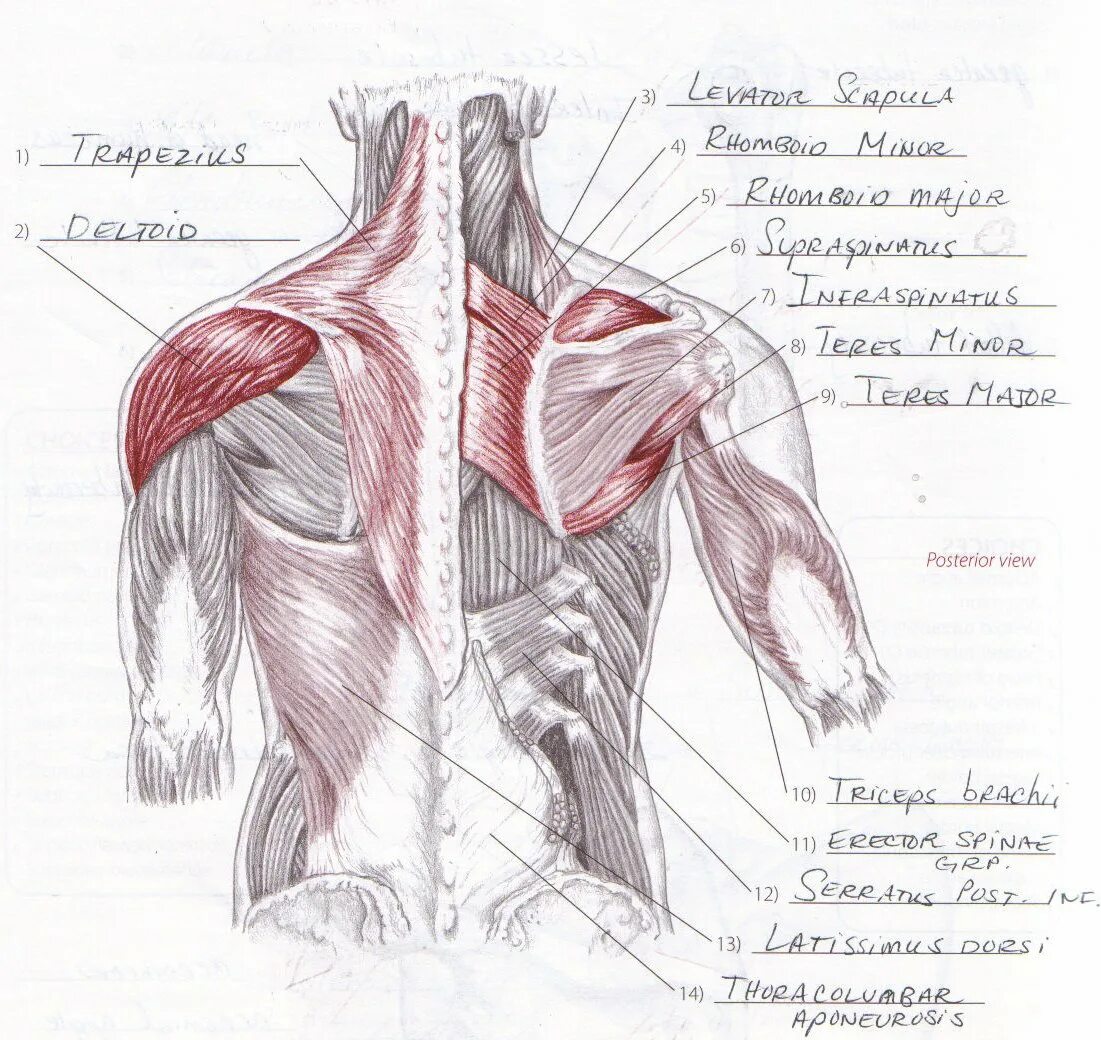 Какая мышца изображена на рисунке. Дельтовидная мышца плеча анатомия. Схема мышц плеча человека анатомия. Сухожилие дельтовидной мышцы плеча. Дельтовидная мышца спины анатомия.