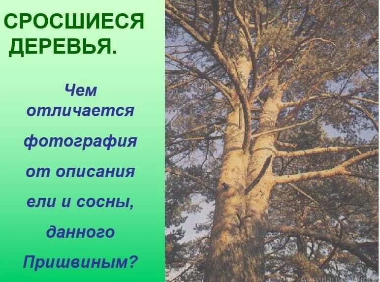 Ель и сосна на блудовом болоте. Рассказ лет двести тому назад. Лет двести тому назад. Пришвин ель и сосна. М пришвин ель и сосна рассказ.