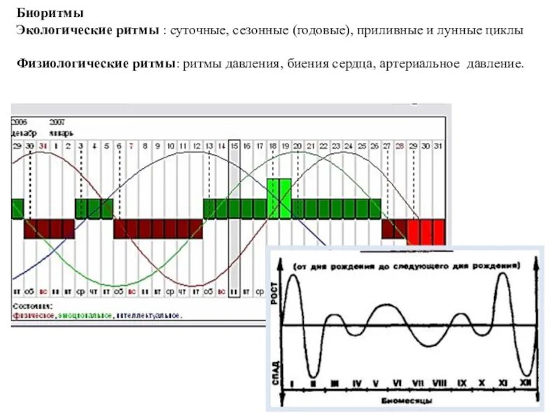 Биоритмы человека по дате. Биологические часы человека. Биоритмы человека программа. Исследование индивидуальных биоритмов. Биоритмы органов человека.