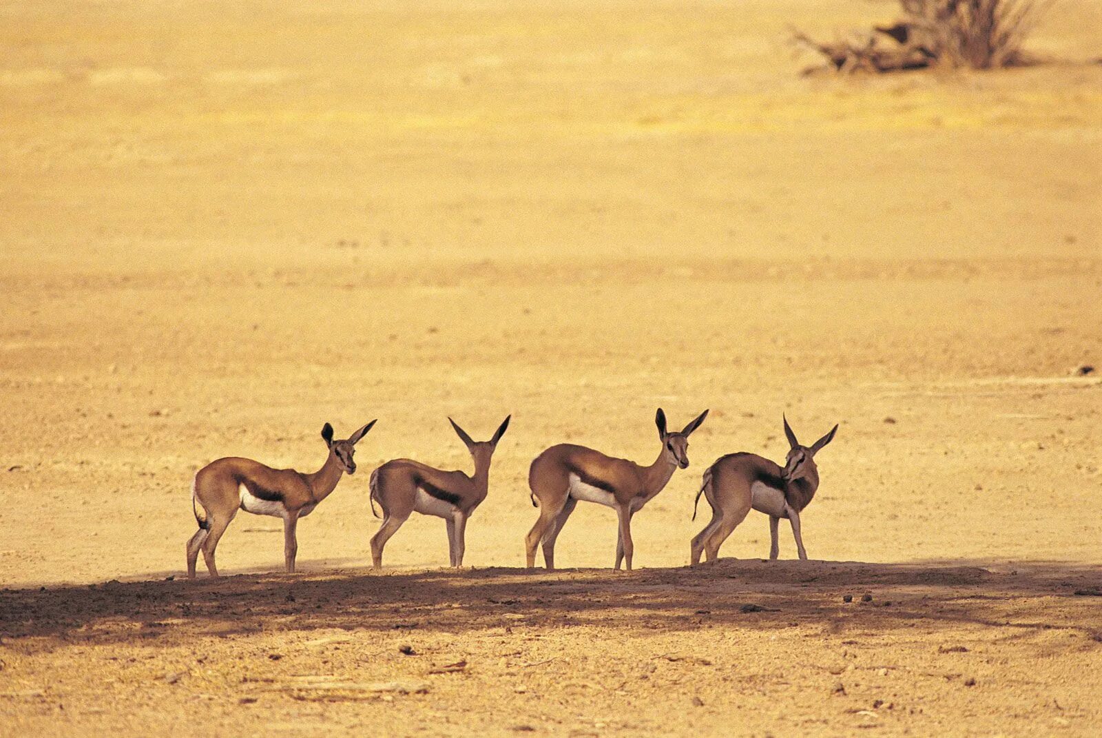 Олени в пустыне. Животные пустыни Калахари. Пустыня Калахари животный мир. Антилопы Калахари. Полупустыня Калахари.