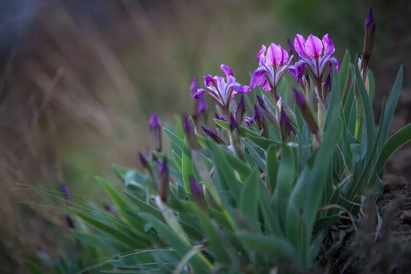 касатик альберта. ирис (касатик) сизоватый (iris glaucescens). ирис (касатик) сизоватый (iris glaucescens). ирис (касатик) сизоватый (iris glaucescens). ирис сизоватый красная книга.
