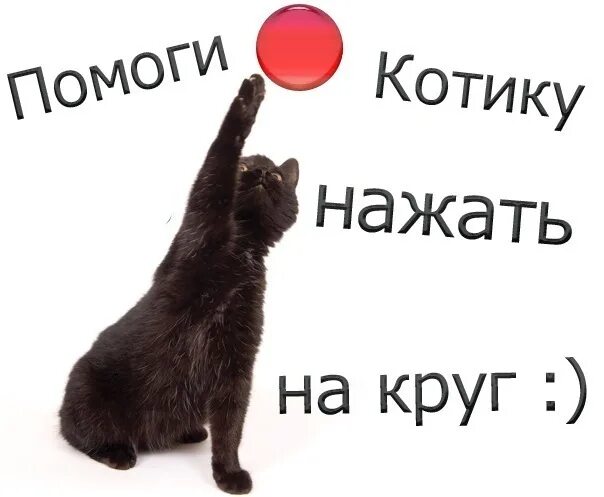 Нажми 2 видео. Нажми на котика. картинка на которую хочется нажать. картинка нажми на меня. прикол нажми на картинку.