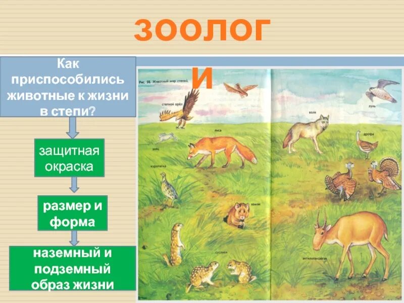 Жизнь в степи животных и растений. Животные живущие в степи россии. как приспособились животные в степи. животные и растения которые живут в степи. растения и животные степи 4 класс окружающий мир.