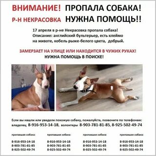 Внимание собаки на хозяина