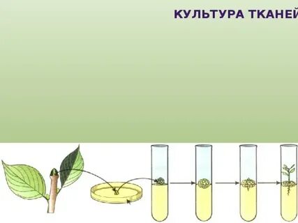 Что такое культура тканей в биологии