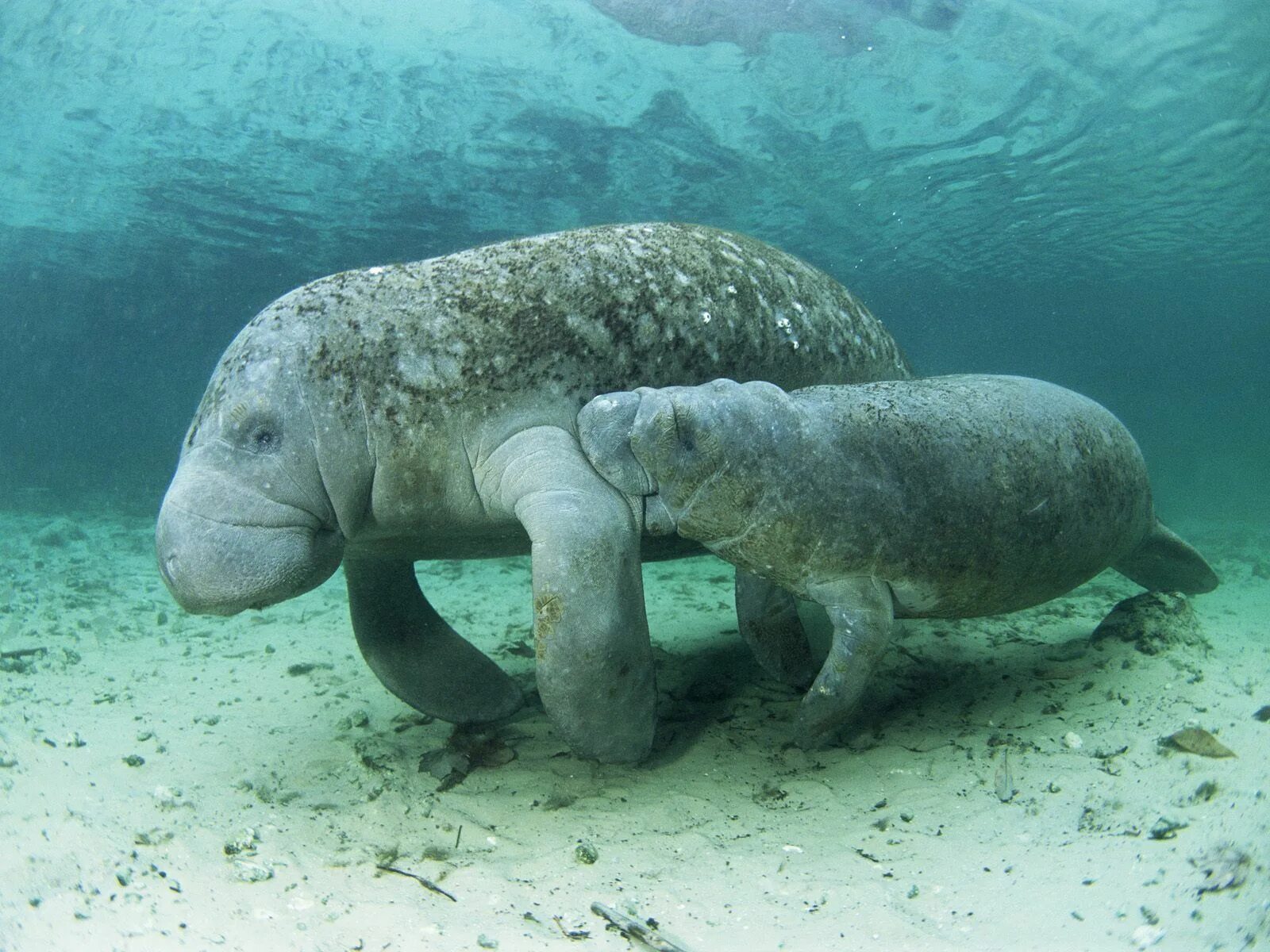 Дюгонь морская корова. Ламантин морская корова. Стеллерова морская корова. Ламантин и Дюгонь.