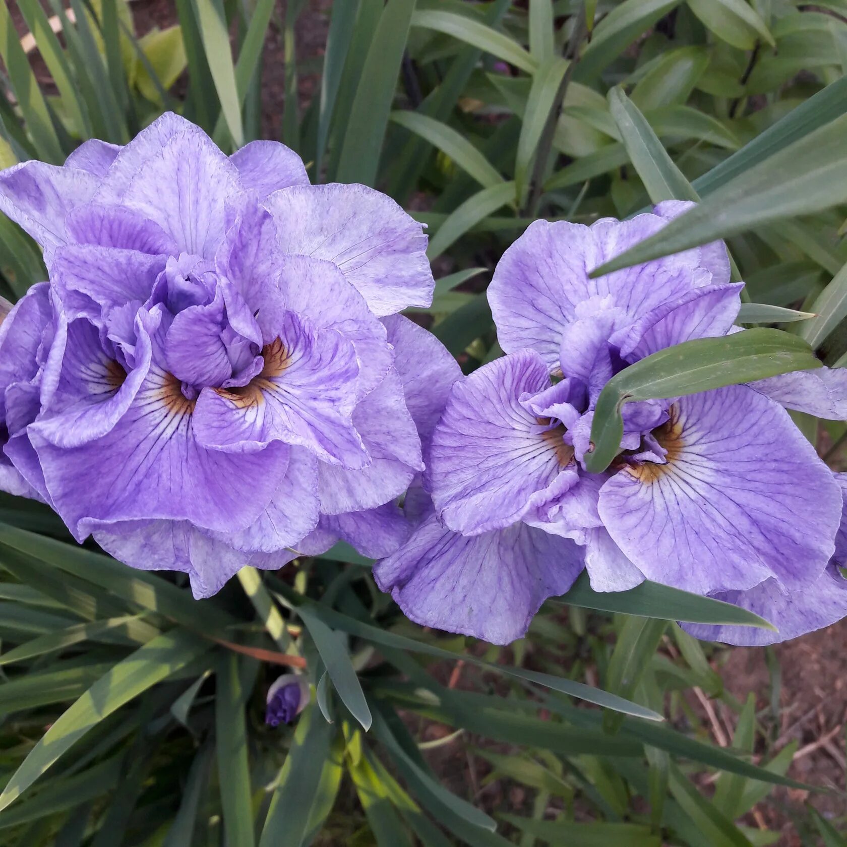 ирис сибирский пинк парфайт. ирис сибирский пинк парфайт. ирис сибирский пинк парфе. ирис пинк парфайт. ирис сибирский империал опал.