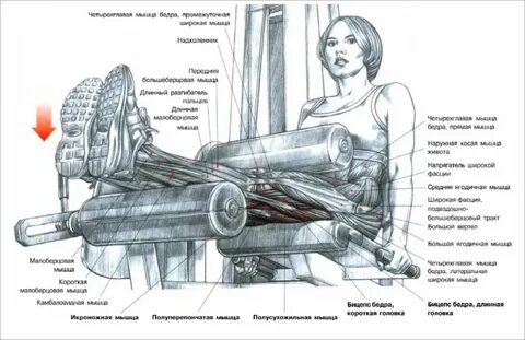 Техника выполнения сгибания