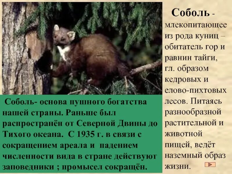 Почему все соболя были почти уничтожены