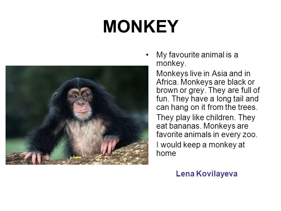 Краткий пересказ обезьяна. Доклад про обезьян. Описать обезьяну. Рассказ про приматов на английском. Сообщение о мартышке.