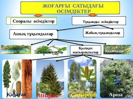 Артқы жағынан кисканың жақыннан көрінісі