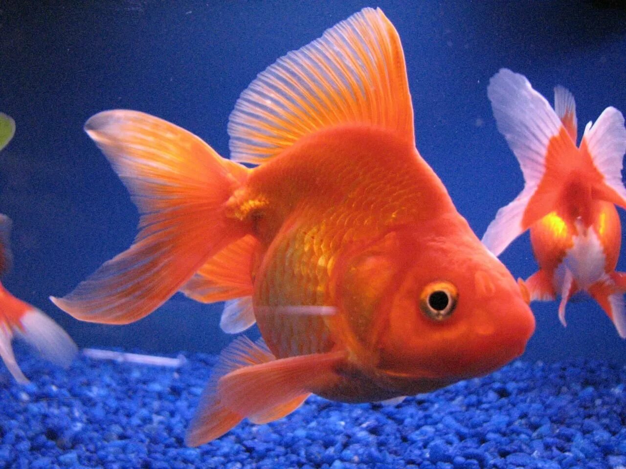Аквариумные рыбы для детей. Золотая рыбка Риукин красный. Риукин красный вуалехвост. Золотая рыбка вуалехвост. Комета вуалехвост.