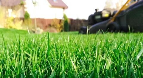 Much grass