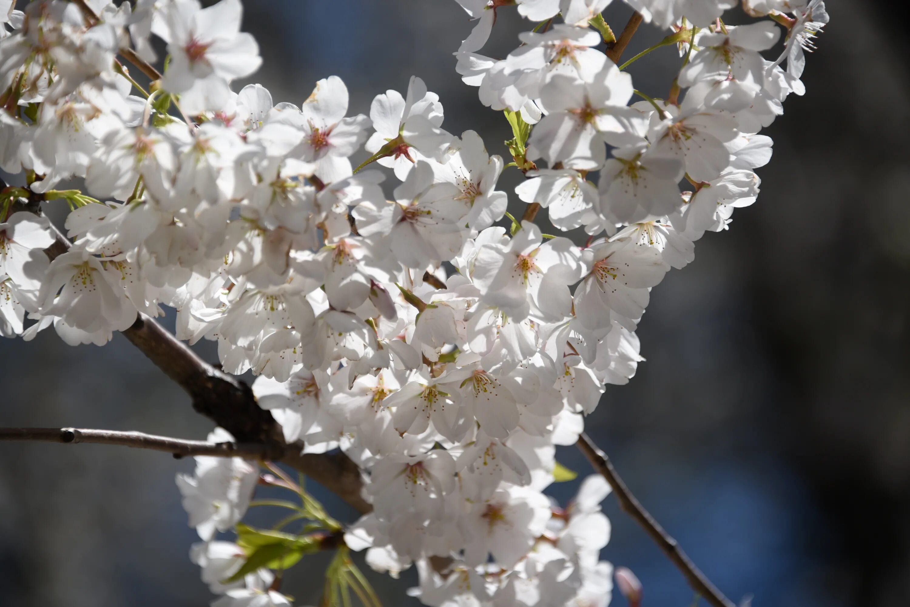 White blossoms. Цветущие вишни. Цветение вишни. Цветущее дерево весной. Цветение деревьев России.