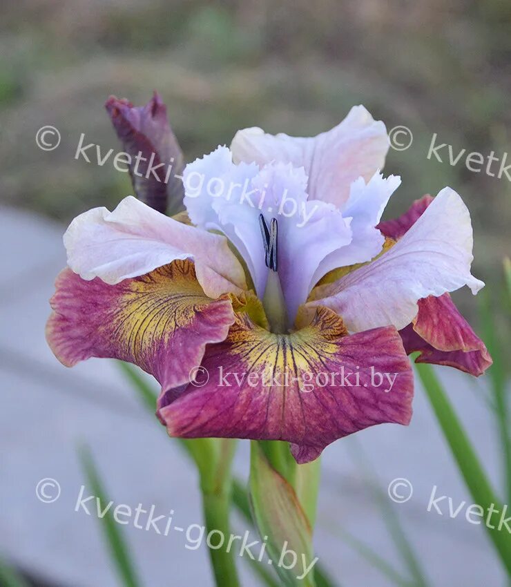 Ирис шуга. Ирис шугар раш. iris sibirica sugar rush. ирисы сибирские sugar rush. ирис сибирский sugar rush.