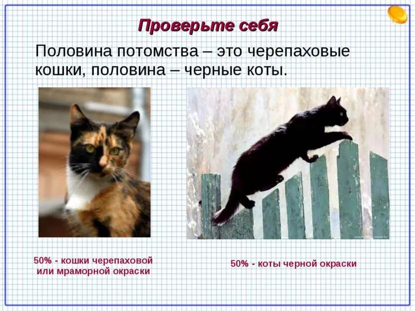 Какое сочетание генов дает черепаховую окраску кошек. Черепаховая кошка генетика. наследование черепаховой окраски. черепашья окраска кошки генетика. черепаховая окраска кошек генетика.