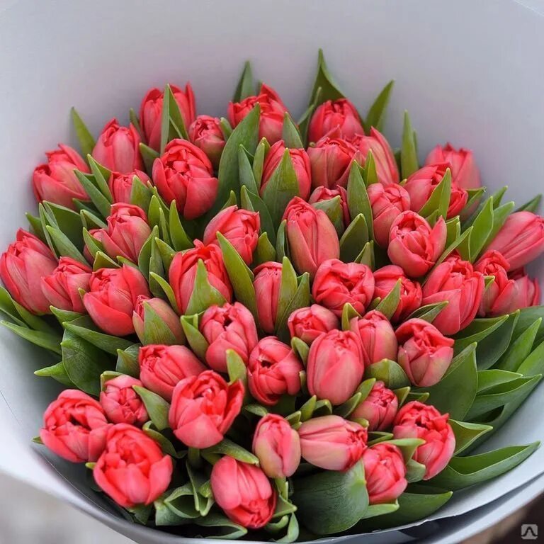 Тюльпаны в вазе с луковицей. Выгонка тюльпанов 2022. Тюльпаны в срезке. Сколько стоят тюльпаны в воде. Тюльпаны в горшке.