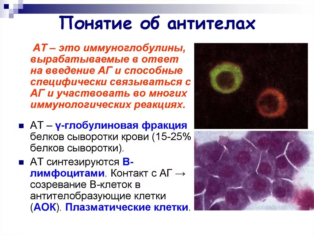 Выработка организмом антител. Понятие об антителах. Природа антител микробиология. Понятие об антигенах и антителах. Клетки, продуцирующие иммуноглобулины.