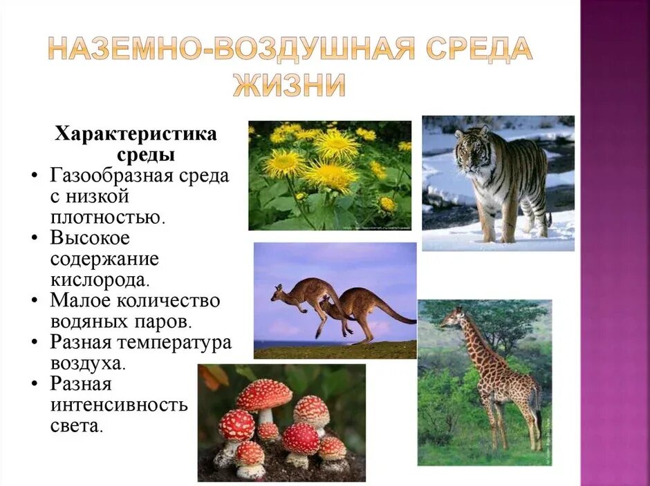 Наземно-воздушная среда обитания особенности среды. Характеристика животных обитающих в наземно воздушной среде. Представители наземно воздушной среды 5 класс биология. Живые организмы обитающие в наземно-воздушной среде. Свойства наземно воздушной среды обитания 5