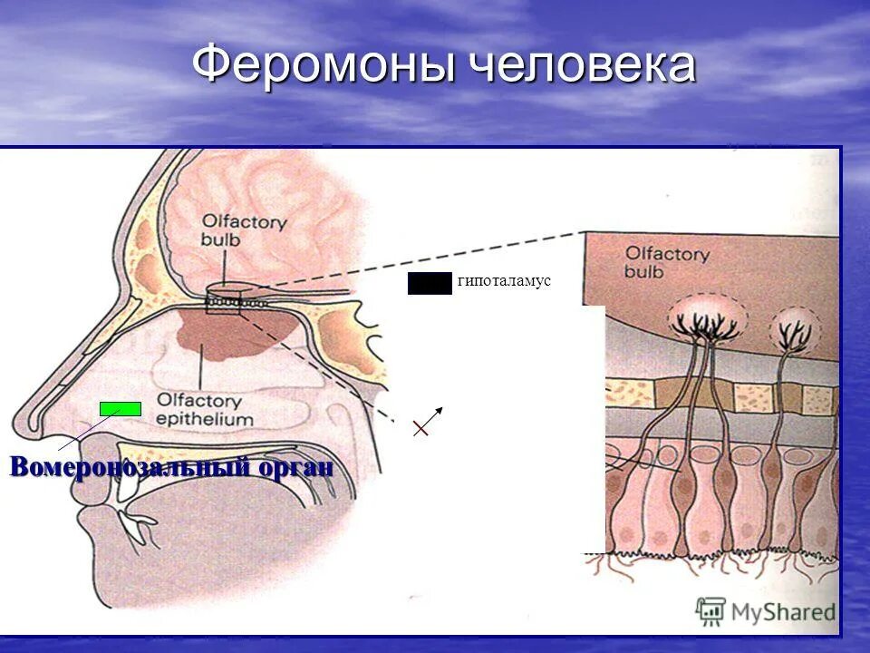 Что такое феромоны у человека. Вомероназальный (Якобсонов) орган. Орган Якобсона у человека феромоны. Вомероназальный орган анализатор человека. Вомероназальная обонятельная система.