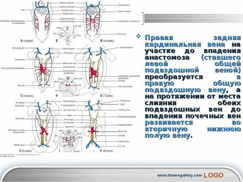 В наружную подвздошную вену впадают