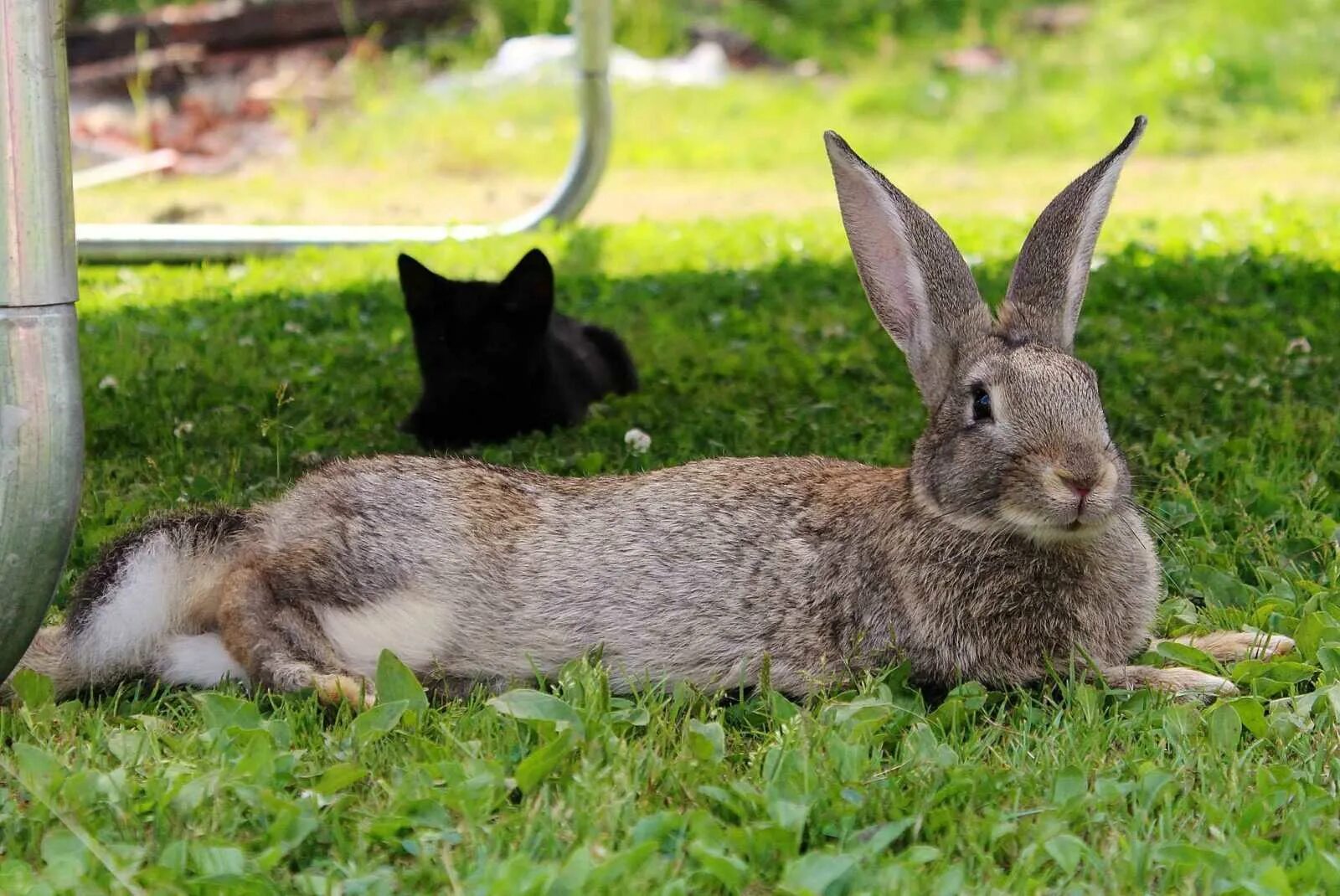 Серый великан кролик. Серый великан порода кроликов. Крольчата серого великана. Обер кролик. Какие люди кролики