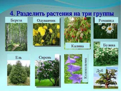 Название деревьев кустарников и трав