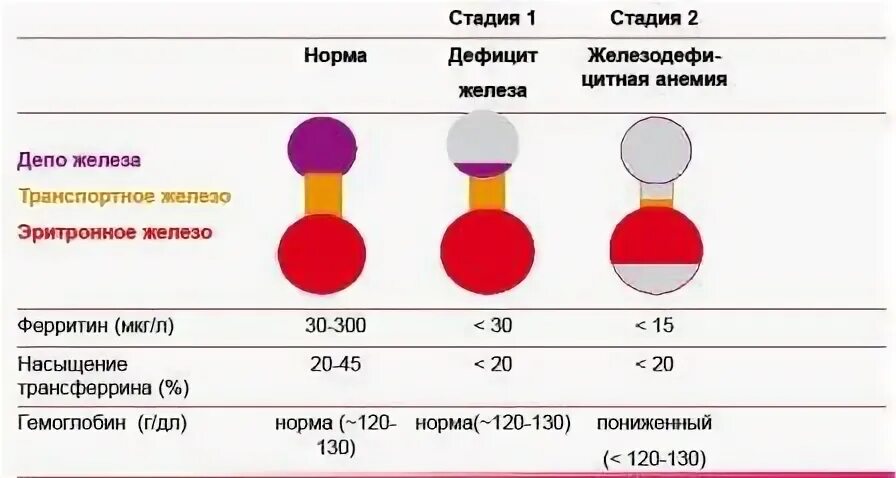 Лучшее железо для поднятия ферритина