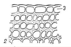 Пластинчатые клетки. Пластинчатая колленхима. Колленхима черешка листа свеклы обыкновенной. Пластинчатая механическая ткань. Тангентальные стенки клеток это.
