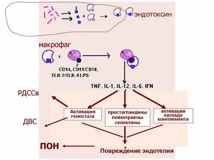 Макрофаги простата