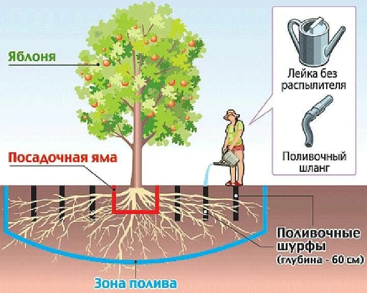 Полив плодовых деревьев схема. Схема полива яблонь. Полив деревьев и кустов. Полив плодовых деревьев в садах. Сколько воды в деревьях