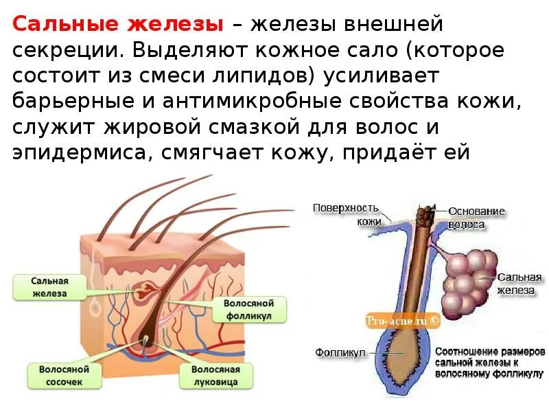 Кожа презентация. Кожа человека. Сообщение о коже. Доклад про кожу.