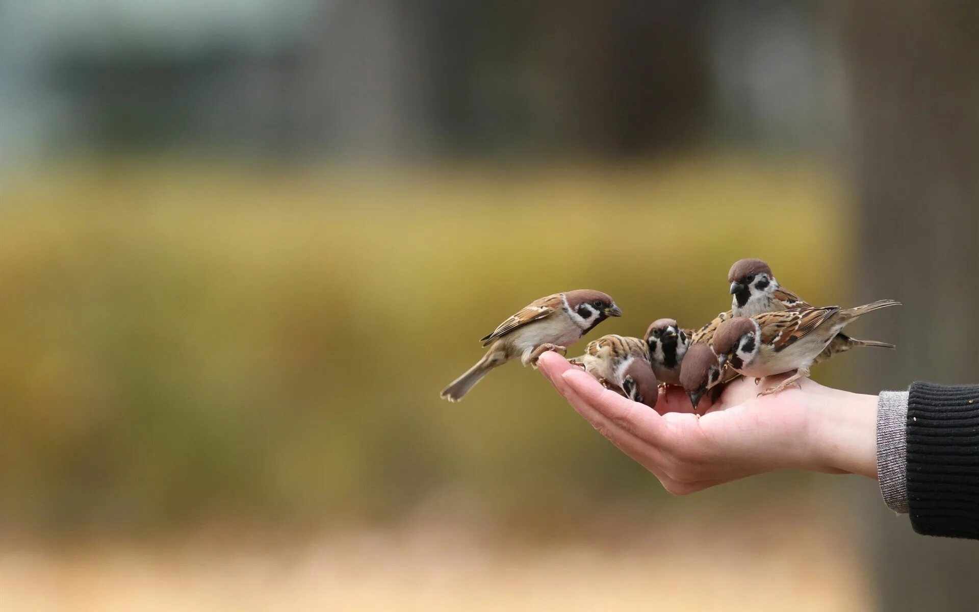 Птичка на руке. Воробей на ладони. Птица на ладони. Птицы ладошками. Bird in hand