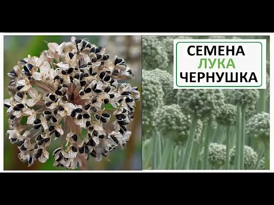 Лук чернушка какие сорта. Лук чернушка. щавель изумрудный снег.