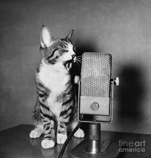 4 singing cats