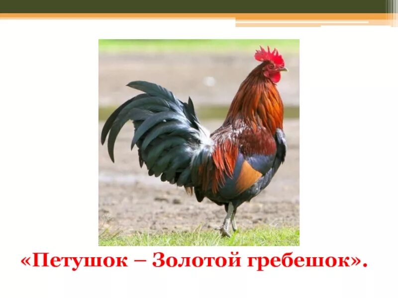 Не ездок а со шпорами не отгадка