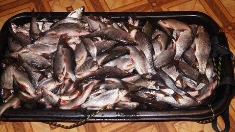 Рыбный закрыл