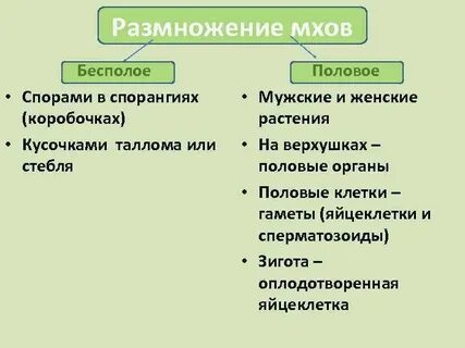 Органы размножения мха ответ