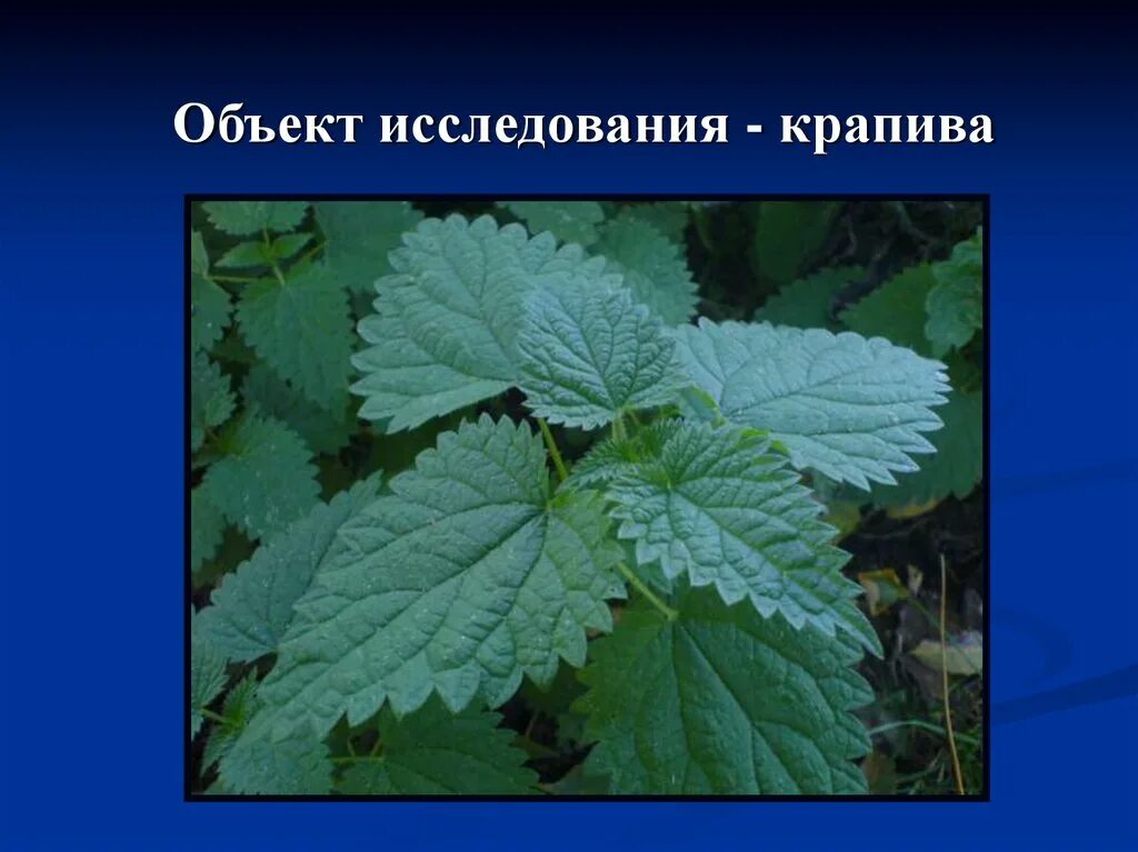 Крапива какое слово. Крапива жжется. Проект про крапиву. Проект на тему крапива. Крапива окружающий мир.