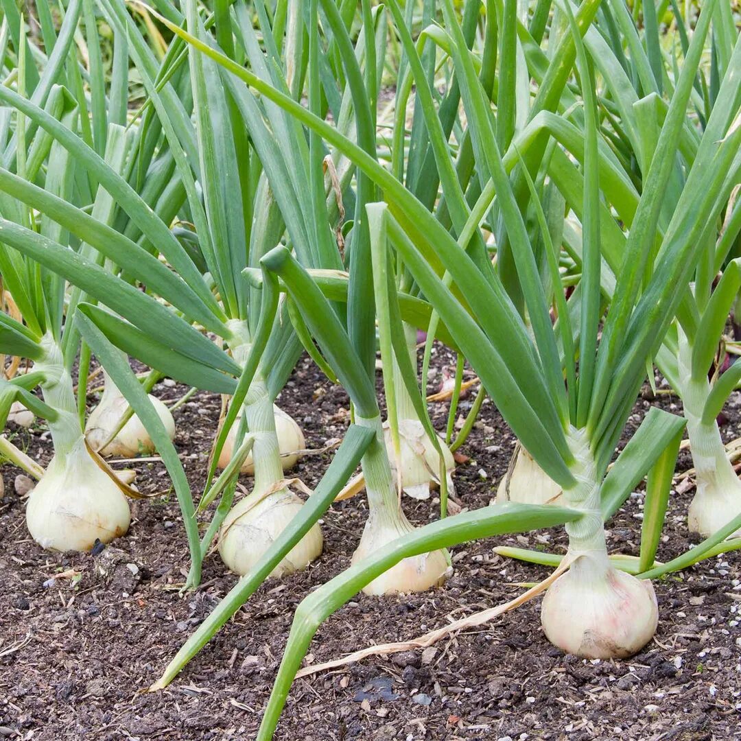 Какой лук не растет в огороде. Лук эксибишен. чеснок - allium sativum.. лук цибуля. лук бессоновский.