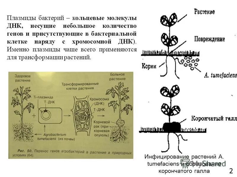 Исследователь трансформировал клетки бактерий плазмидой содержащей ген