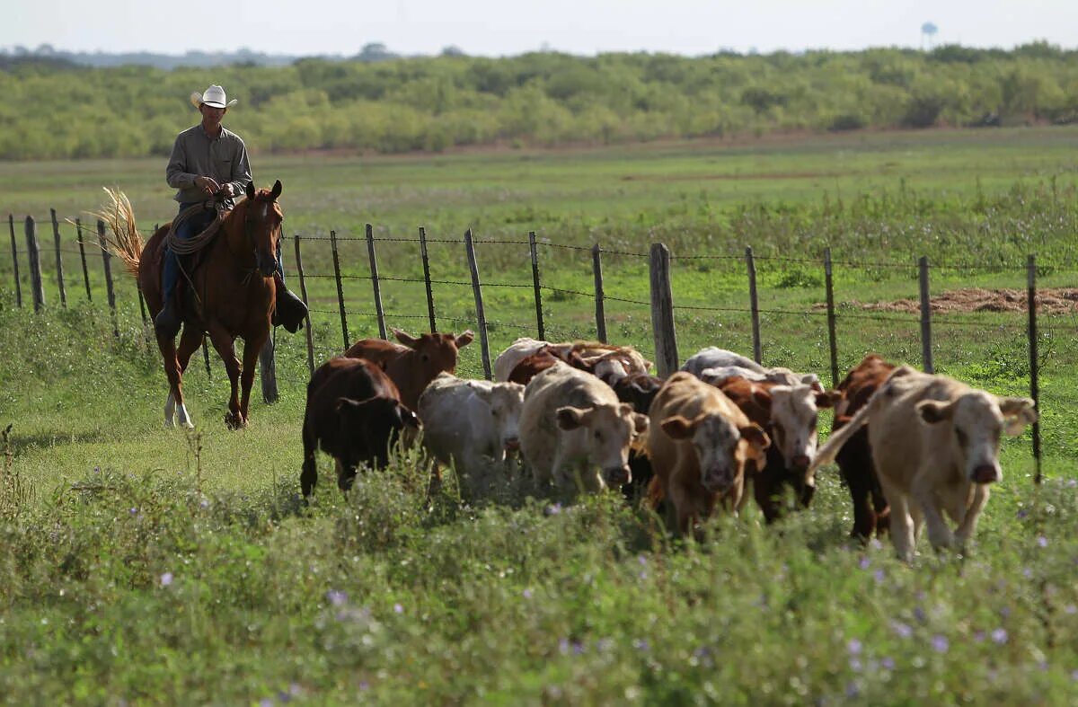 Cattle farmers. Крупный рогатый скот (крс). Сельское хозяйство миссури. Ферма в красногорске. Коровья ферма.