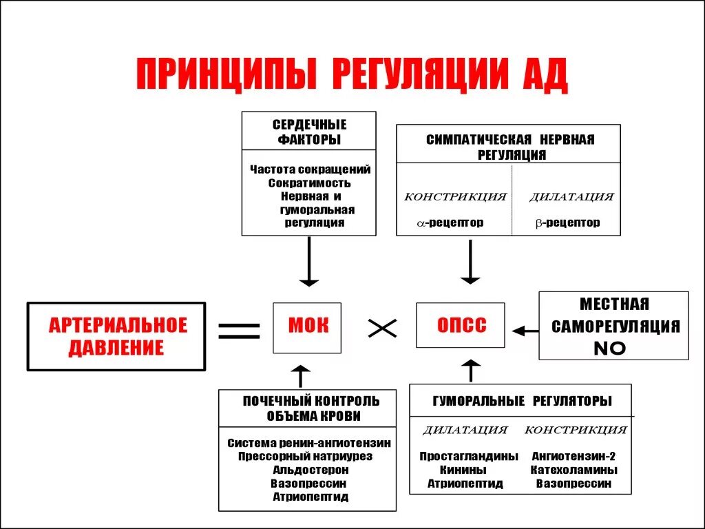 Механизмы стабилизации артериального давления. Физиологические механизмы формирования артериального давления. Механизмы формирования кровяного давления у человека. 1. Физиологические механизмы формирования артериального давления.. Вещества повышающие давление артериальное