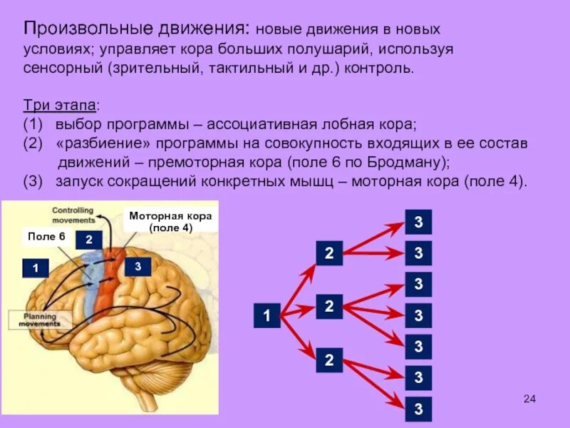 Формирование произвольных движений. Произвольные движения мозг. центр произвольных движений. произвольные движения в коре головного мозга. контролирующие произвольные движения?.