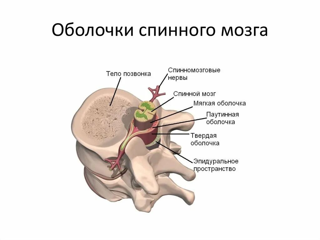 Сухожилия в спинном мозге