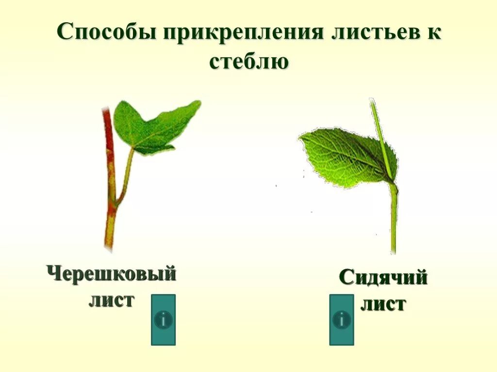 Черешковый лист. Типы листьев черешковые и сидячие. Черешковый и сидячий Тип листа. Черешковые листья и сидяяи.