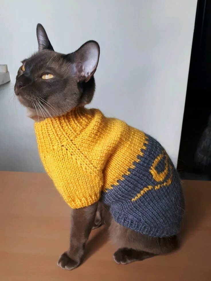 Кот в свитере. Кот в кофте. Котик в свитере. Кот в свитере. Вязаный свитер кошке.