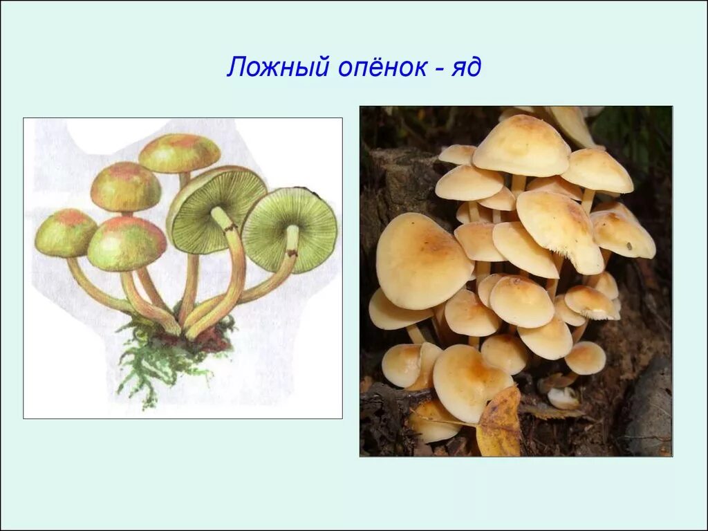 опята ложные и настоящие