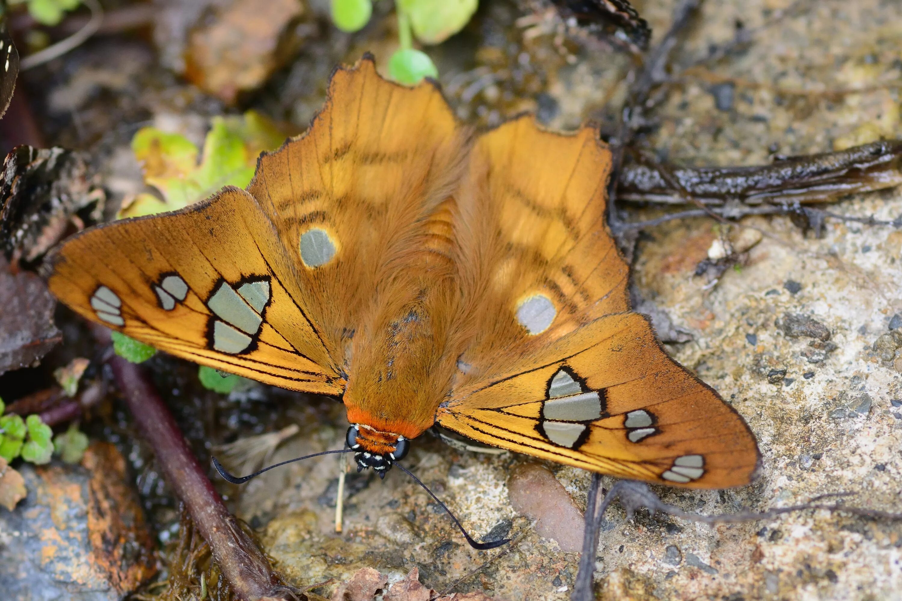 бабочки перу. бабочки перу. насекомые перу. тропический рай музей бабочек. Chorinea octauius бабочка.